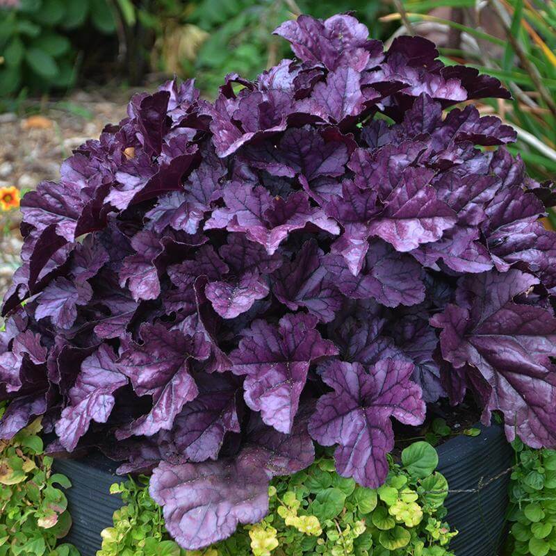 Heuchera Wildberry with rich purple scalloped leaves in a container. 