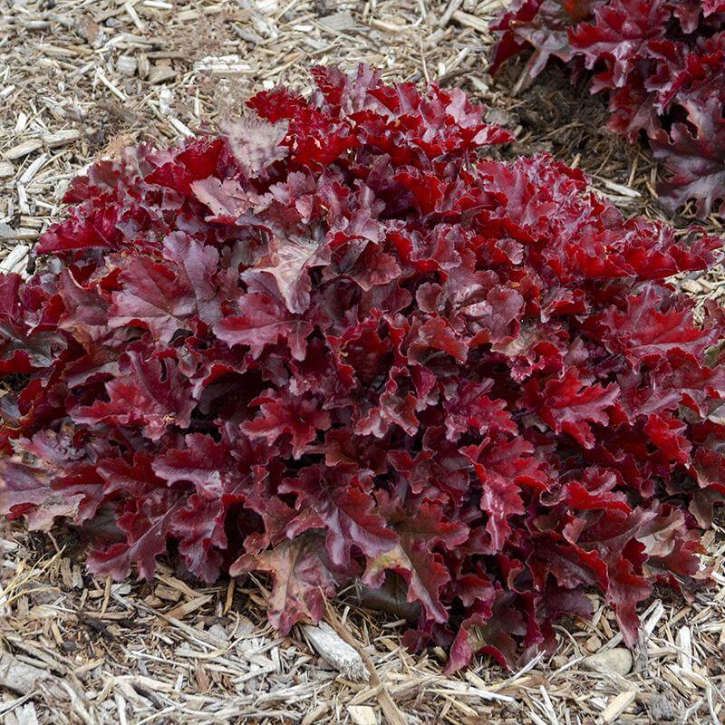 Proven Winners Dolce Coral Bells - Thumbnail 3