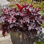 Heuchera Cherry Truffles with brilliant red leaves in a container. 