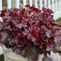 Dolce Cherry Truffles Coral Bells with bright red ruffled leaves in a container. 