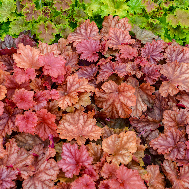 Primo Peachberry Ice Coral Bells has large peach colored leaves