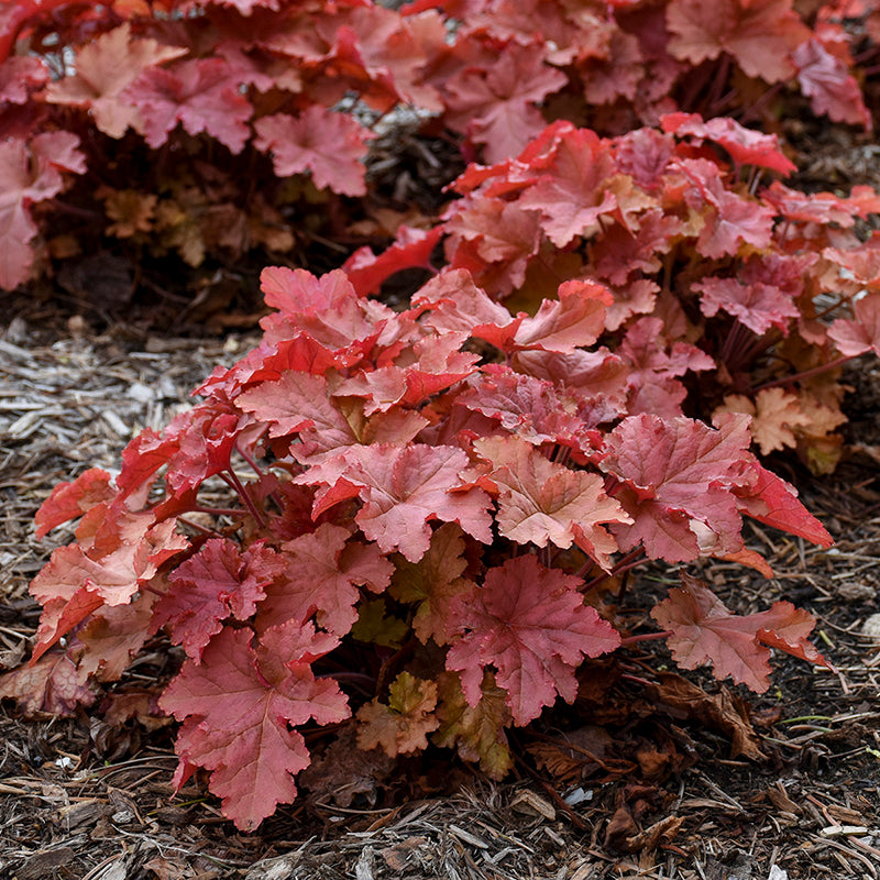 Heuchera Peachberry Ice is a great native for shady spots