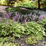 Heuchera Eye Spy with pink flowers and red-veined maple leaf-shaped foliage in a landscape. 