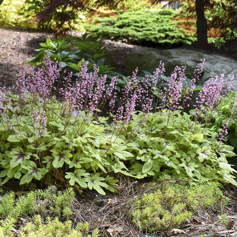 Heuchera Eye Spy with pink flowers and red-veined maple leaf-shaped foliage in a landscape. 