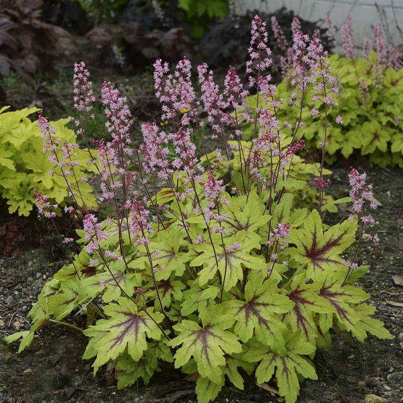 Heucherella Eye Spy with hot pink flowers floating over maple leaf-shaped foliage in a landscape. 