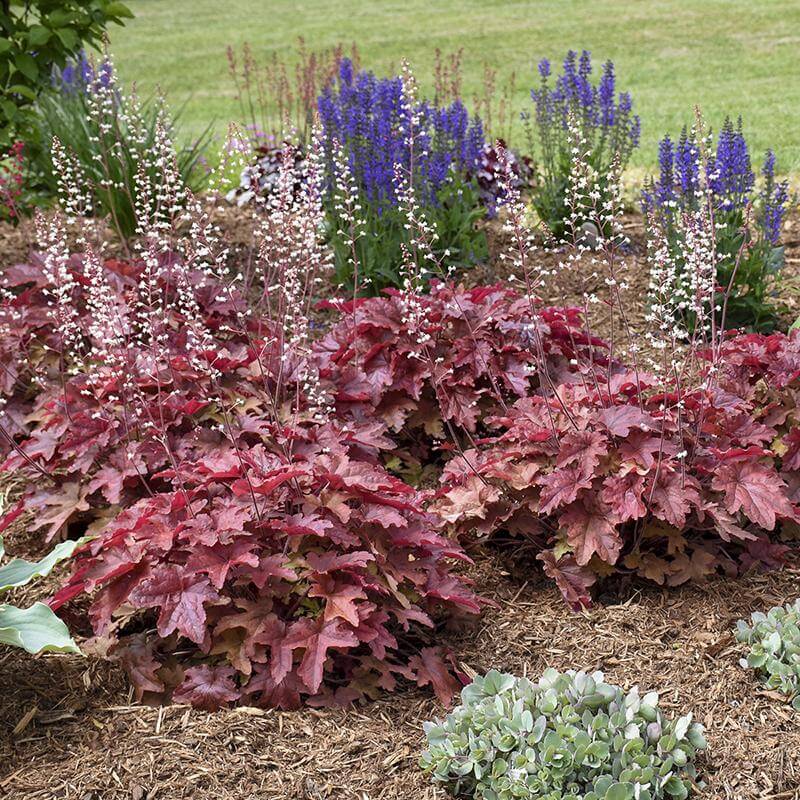 Fun and Games® 'Red Rover' Foamy Bells | Perennials – Great Garden