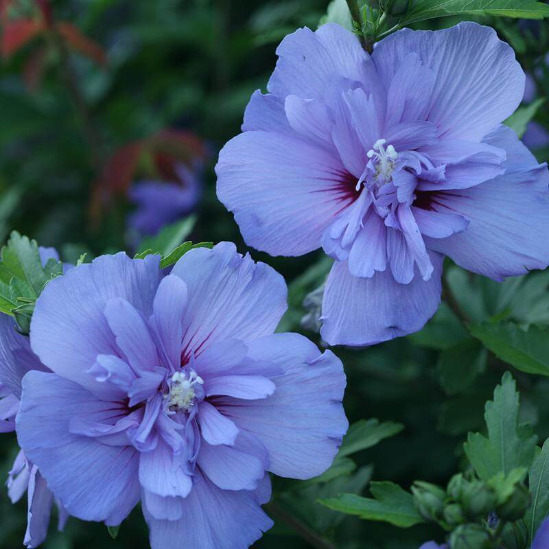 Gros plan sur deux fleurs duveteuses bleues de rose de Sharon « Blue Chiffon ». 