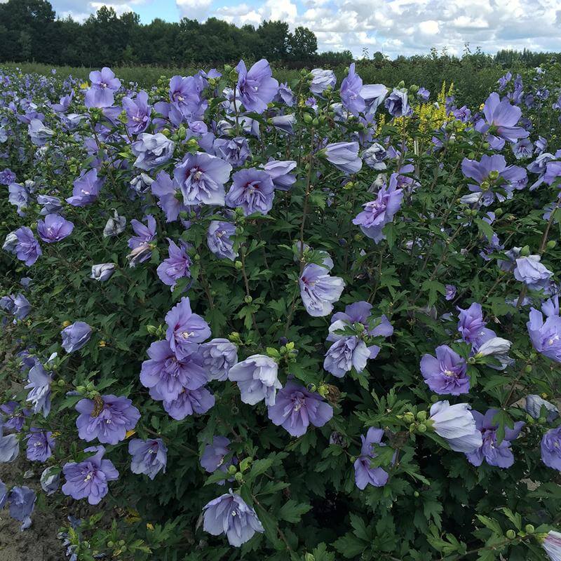 Rose de Sharon bleue en mousseline, avec des fleurs bleues en dentelle dans un champ. 