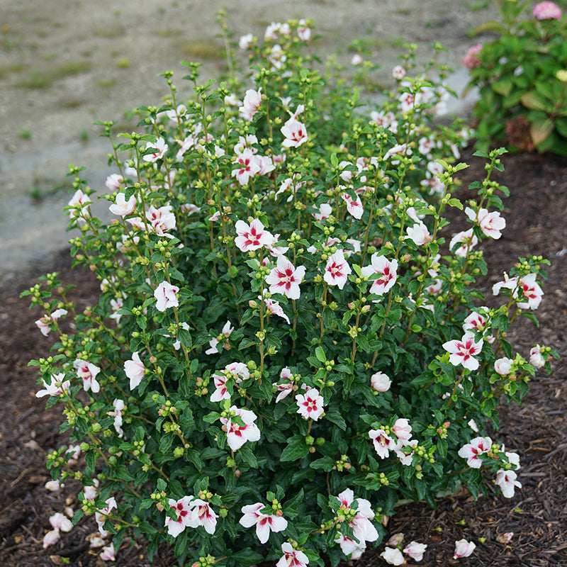 Lil' Kim Rose of Sharon has a tidy compact habit with lots of blooms.