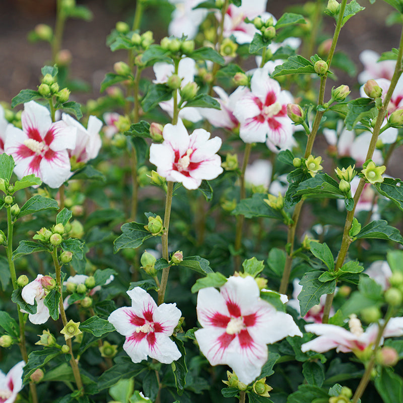 Lil' Kim Rose of Sharon white and red blooms all summer.