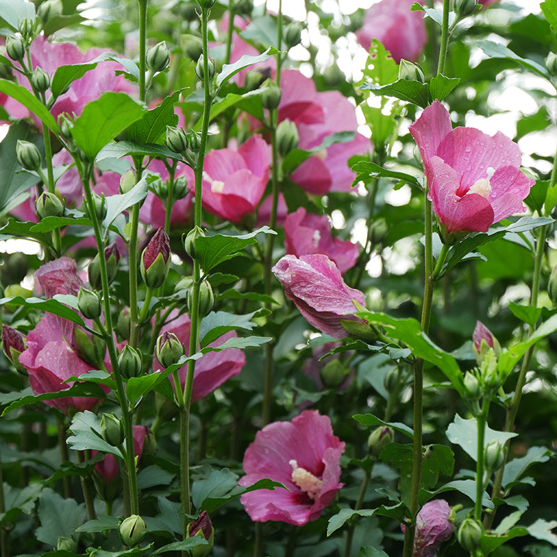 La rose rouge Lil' Kim® attire les colibris et les pollinisateurs.