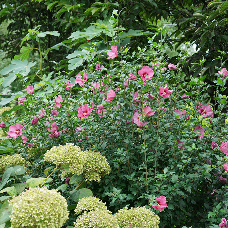 La rose rouge Lil' Kim® attire les colibris et les pollinisateurs.