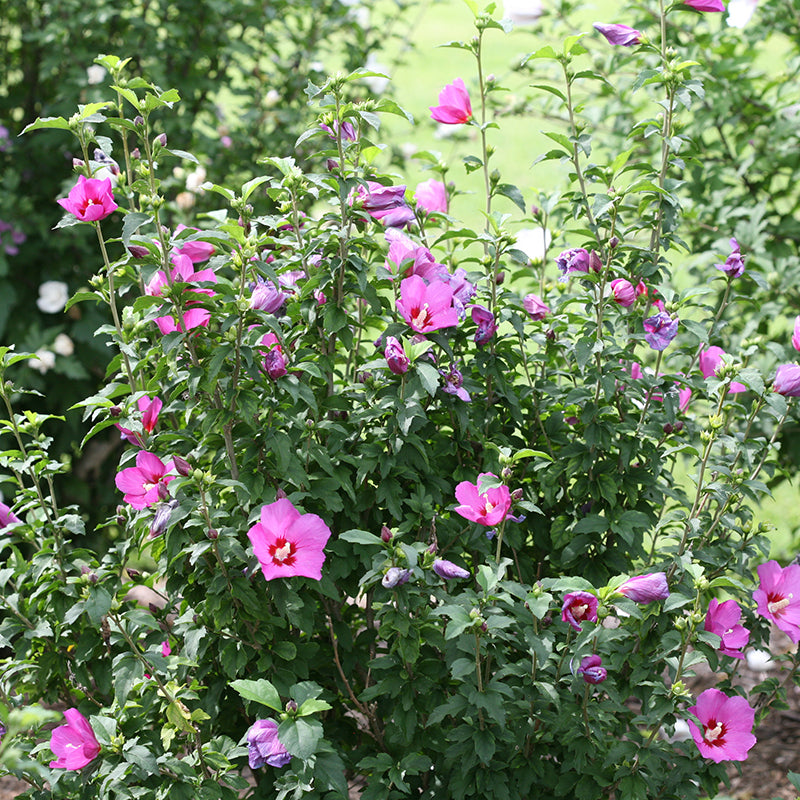 La rose de Sharon violette Lil' Kim® produit peu de semis indésirables.
