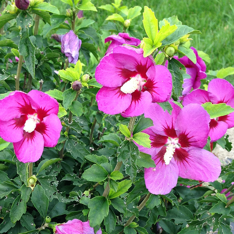 La rose de Sharon Violette Lil' Kim® possède une multitude de magnifiques fleurs en forme de soucoupe, d'un violet prune, avec un cœur rouge. 