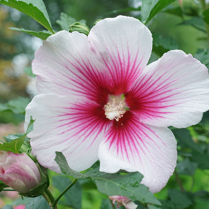 L'Hibiscus Paraplu Pink Ink possède des fleurs massives aux couleurs tie-dye.