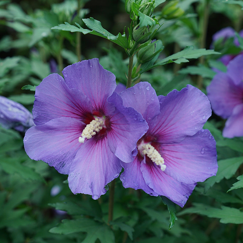 saucer hibiscus plant Paraplu Violet Rose of Sharon (Hibiscus)