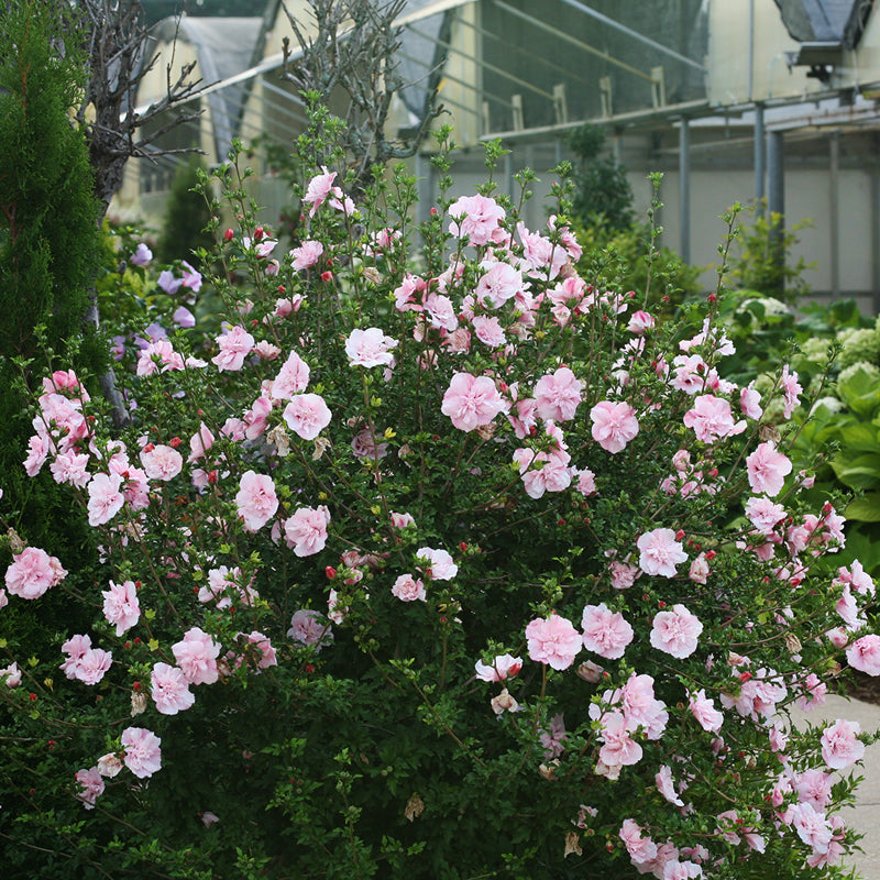 Hibiscus Pink Chiffon attracts hummingbirds and pollinators