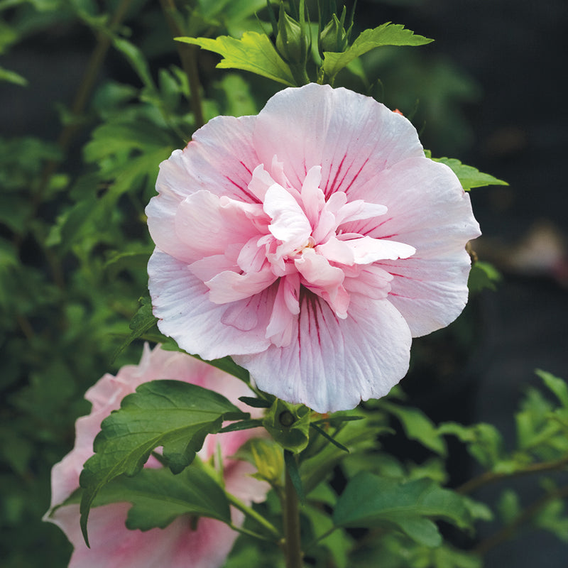 Pink Chiffon Rose of Sharon flowers are fully double and pure pink with a peek of red at the center