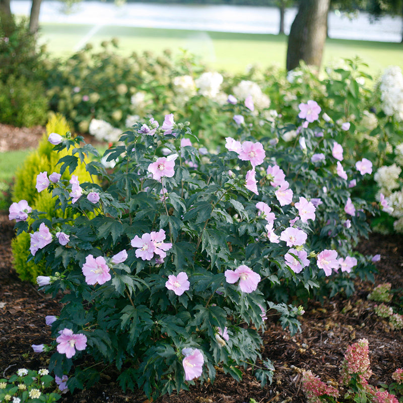 L'hibiscus polypetite (Rose de Sharon) est une variété naine au feuillage vert foncé et aux fleurs lavande.