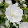 White Chiffon Rose of Sharon is covered with big full white flowers in summer.