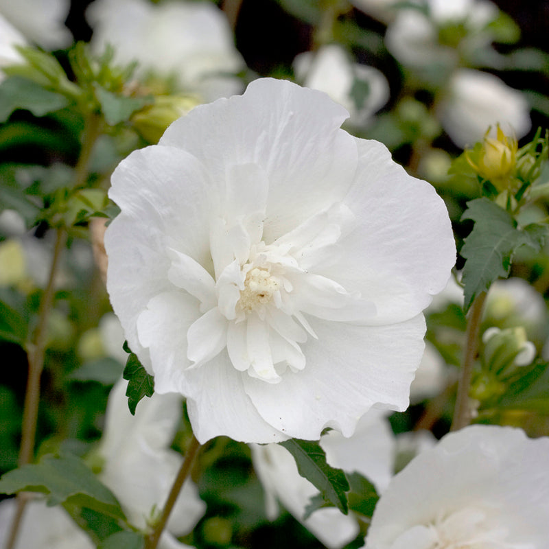 White Chiffon Rose of Sharon is covered with big full white flowers in summer.