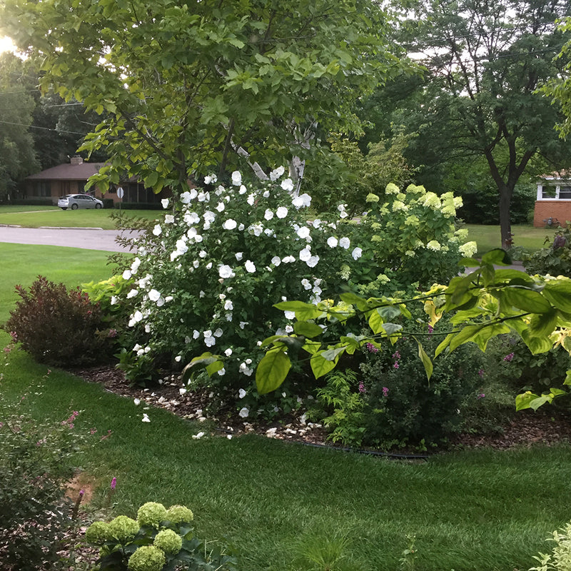 White Chiffon Rose of Sharon attracts hummingbirds and pollinators 