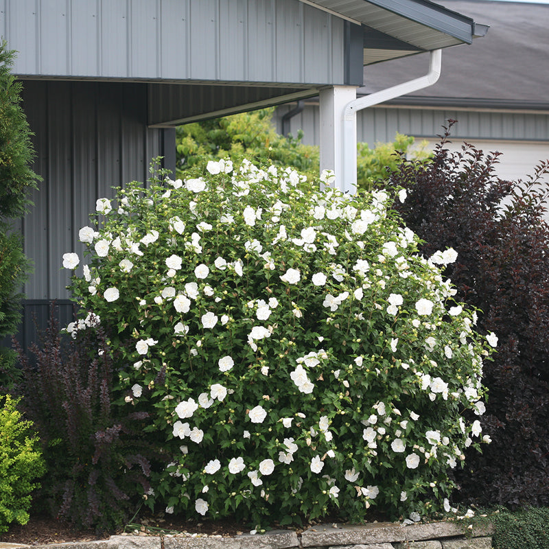 White Chiffon Rose of Sharon  with its soft blooms make it a perfect flowering hedge.