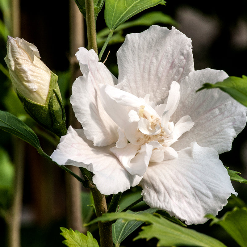 dwarf double white hibiscus potted plant White Pillar Rose of Sharon