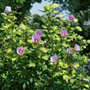 La rose de Sharon Adorne de Paraplu forme une excellente haie fleurie.
