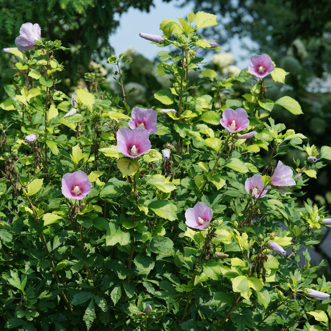 La rose de Sharon Adorne de Paraplu forme une excellente haie fleurie.