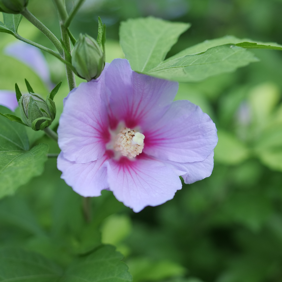 La Rose de Sharon (Paraplu Adorne) attire les colibris et les pollinisateurs.