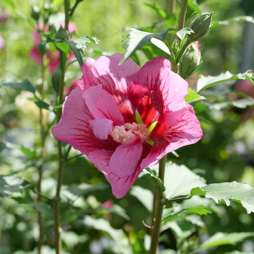 Red Pillar™ Rose of Sharon has deep pink and red blooms all summer long!