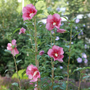 Red Pillar™ Rose of Sharon has unique columnar habit.
