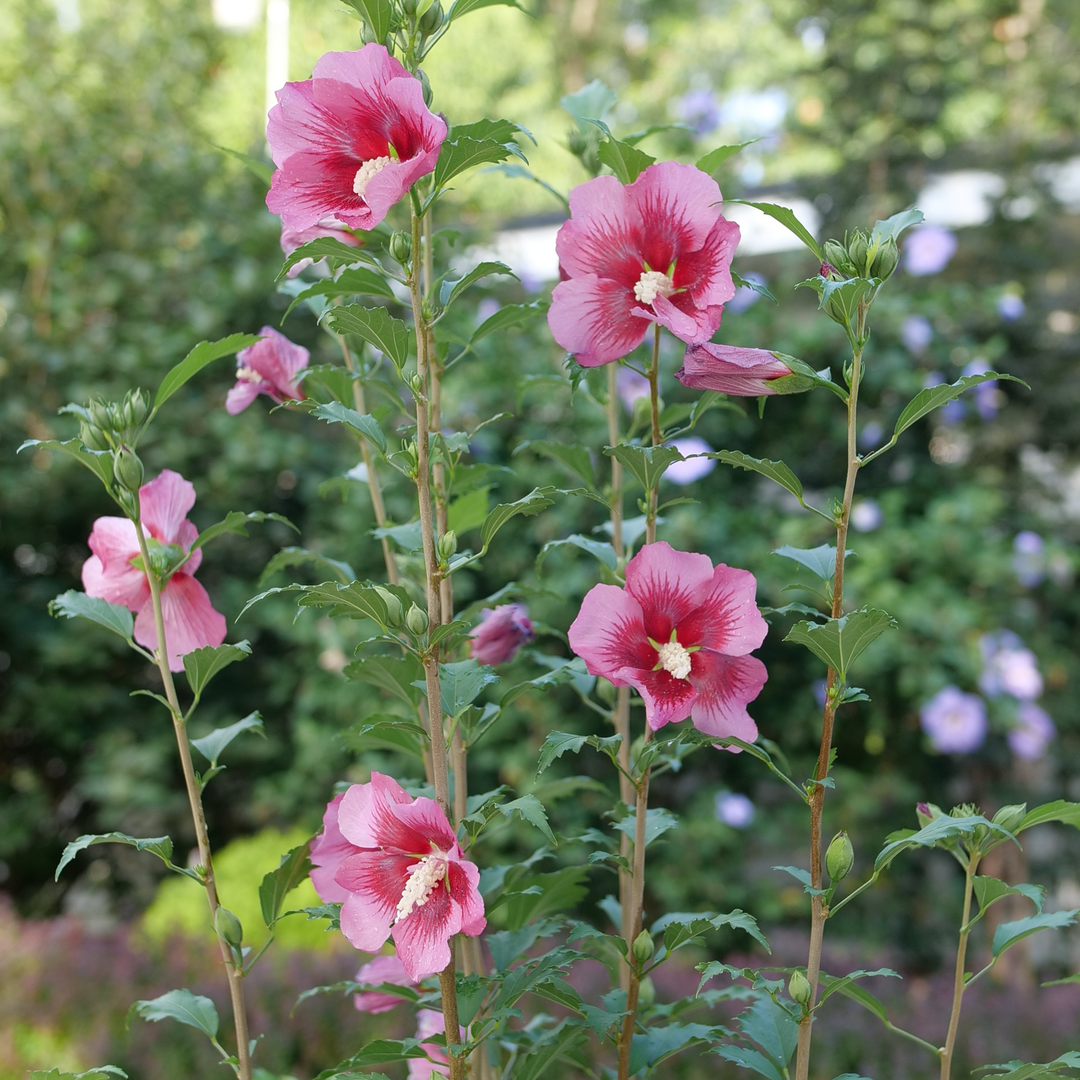 Red Pillar™ Rose of Sharon has unique columnar habit.