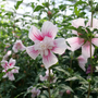 Starblast Chiffo Rose of Sharon has double flowers painted with red/pink strokes.