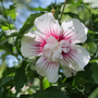 Starblast Chiffo Rose of Sharon has double flowers painted with red/pink strokes.