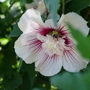 Starblast Chiffo Rose of Sharon attracts hummingbirds and pollinators.
