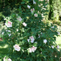 Starblast Chiffo Rose of Sharon is perfect as a flowering hedge or as a garden backdrop.