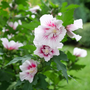 Starblast Chiffo Rose of Sharon blooms earlier and longer than other roses of Sharon. 