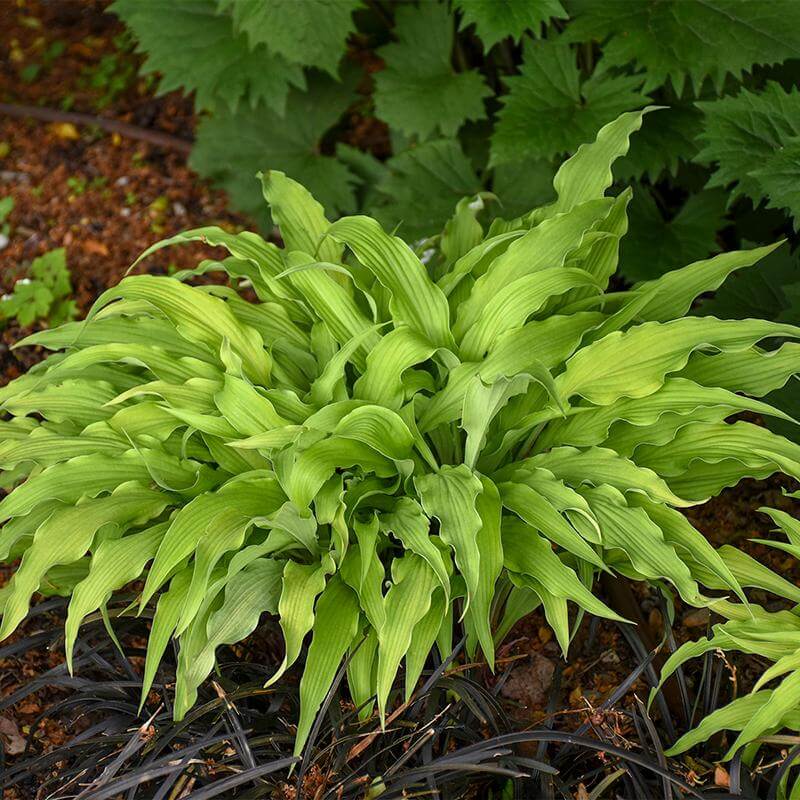 Curly Fries Hosta with bright golden unique wavy foliage. 