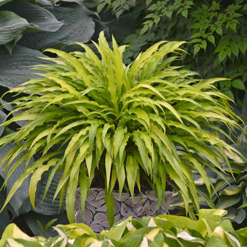 3-Inch Plants