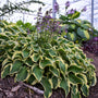 Wrinkle in Time Hosta with green and yellow wavy leaves and lavender flowers. 