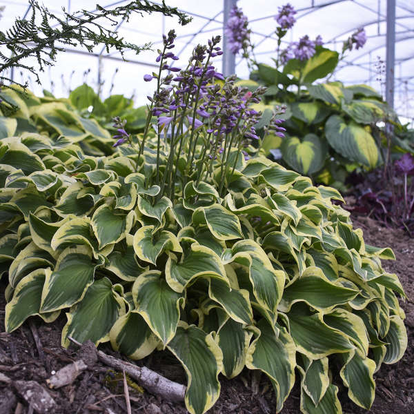 Wrinkle in Time Hosta with green and yellow wavy leaves and lavender flowers. 