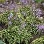 Wrinkle in Time Hostas with lavender blooms floating on tall stems above clumps of foliage. 