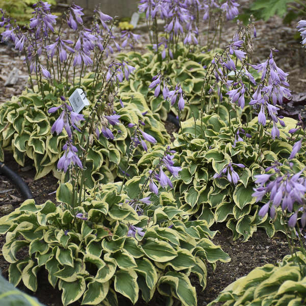 Wrinkle in Time Hostas with lavender blooms floating on tall stems above clumps of foliage. 