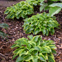 Wrinkle in Time Hostas with green leaves edged in creamy yellow in a garden. 