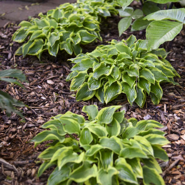 Wrinkle in Time Hostas with green leaves edged in creamy yellow in a garden. 