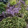Wrinkle in Time Hosta with lavender blooms floating above green and creamy yellow leaves. 