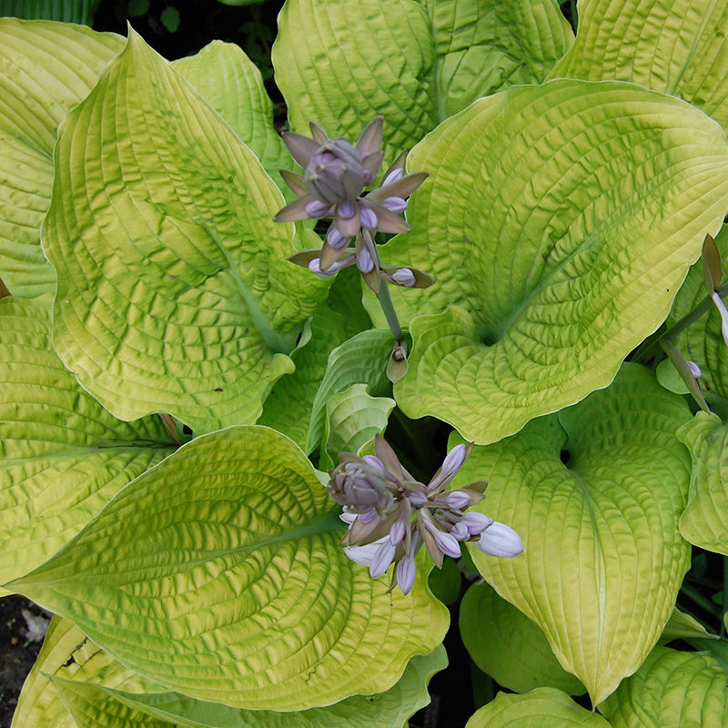 Shadowland 'Coast to Coast' Hosta has a pale violet flower