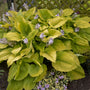 Shadowland 'Coast to Coast' Hosta has giant substantial clumps
